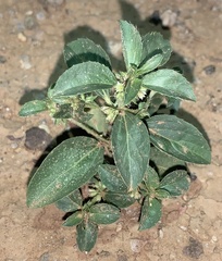 Ditaxis serrata