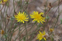 Crepis vesicaria taraxacifolia