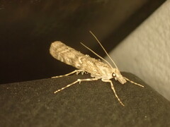 Pyraloidea
