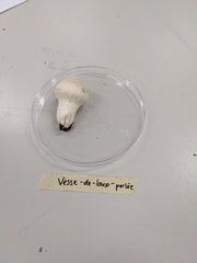 Lycoperdon perlatum