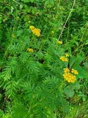 Tanacetum vulgare