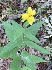 Helianthus microcephalus