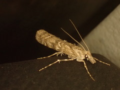 Pyraloidea