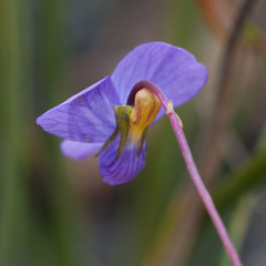 Viola decumbens scrotiformis