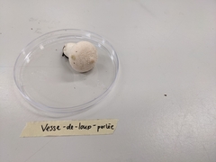 Lycoperdon perlatum