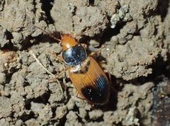 Diachromus germanus