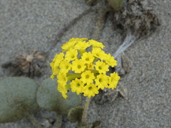 Abronia latifolia