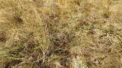 Asparagus officinalis