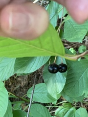 Frangula alnus
