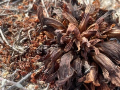 Aphyllon californicum