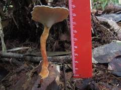 Microporellus