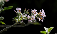 Buddleja crispa