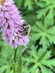 Bombus pascuorum