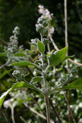 Buddleja crispa