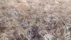 Asparagus officinalis