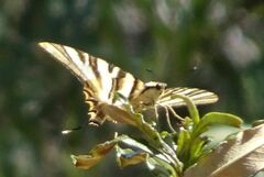 Iphiclides feisthamelii