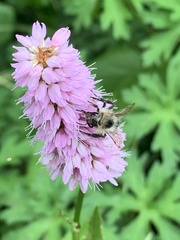 Bombus pascuorum