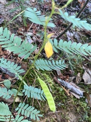 Chamaecrista nictitans