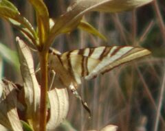 Iphiclides feisthamelii