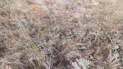 Asparagus officinalis