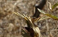 Iphiclides feisthamelii