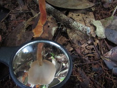 Microporellus
