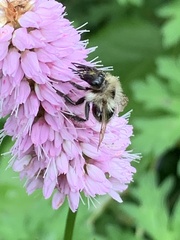 Bombus pascuorum