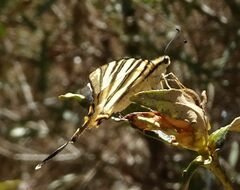 Iphiclides feisthamelii