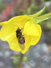 Rhingia nasica