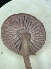 Pseudobaeospora