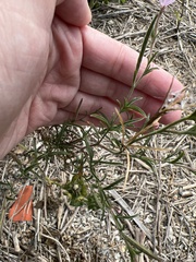Epilobium brachycarpum