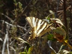 Iphiclides feisthamelii