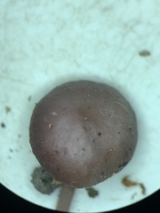 Pseudobaeospora