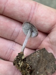 Pseudobaeospora