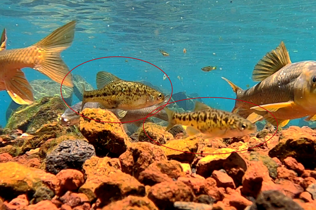 Barred Splitfin in March 2022 by Ricardo Arredondo T. · iNaturalist