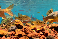 Chapalichthys encaustus