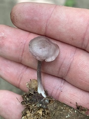 Pseudobaeospora