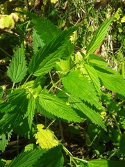 Urtica gracilis