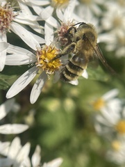 Andrena hirticincta