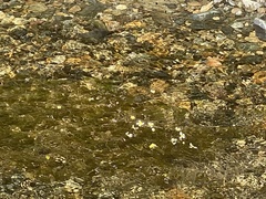 Ranunculus aquatilis