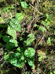 Pulmonaria officinalis