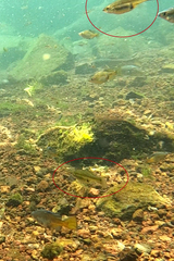 Skiffia multipunctata