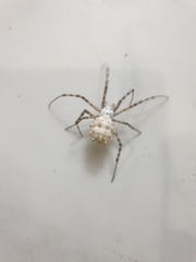 Argiope lobata