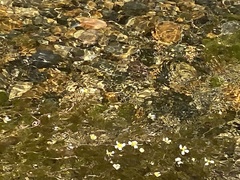 Ranunculus aquatilis