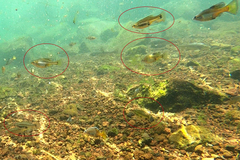Skiffia multipunctata
