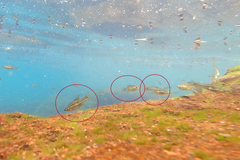 Skiffia multipunctata