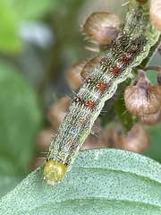Schinia rivulosa