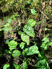 Pulmonaria officinalis