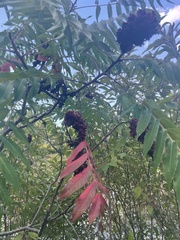 Rhus glabra