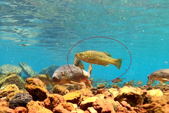 Alloophorus robustus